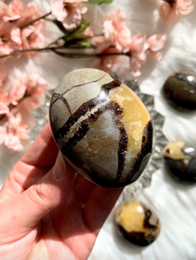 Septarian Palm Stone